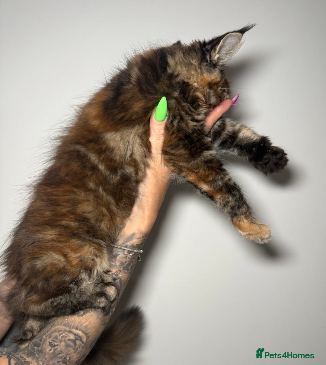 Maine Coon cats for sale: Champion line kittens , ready to go ☺️ - Advert 4