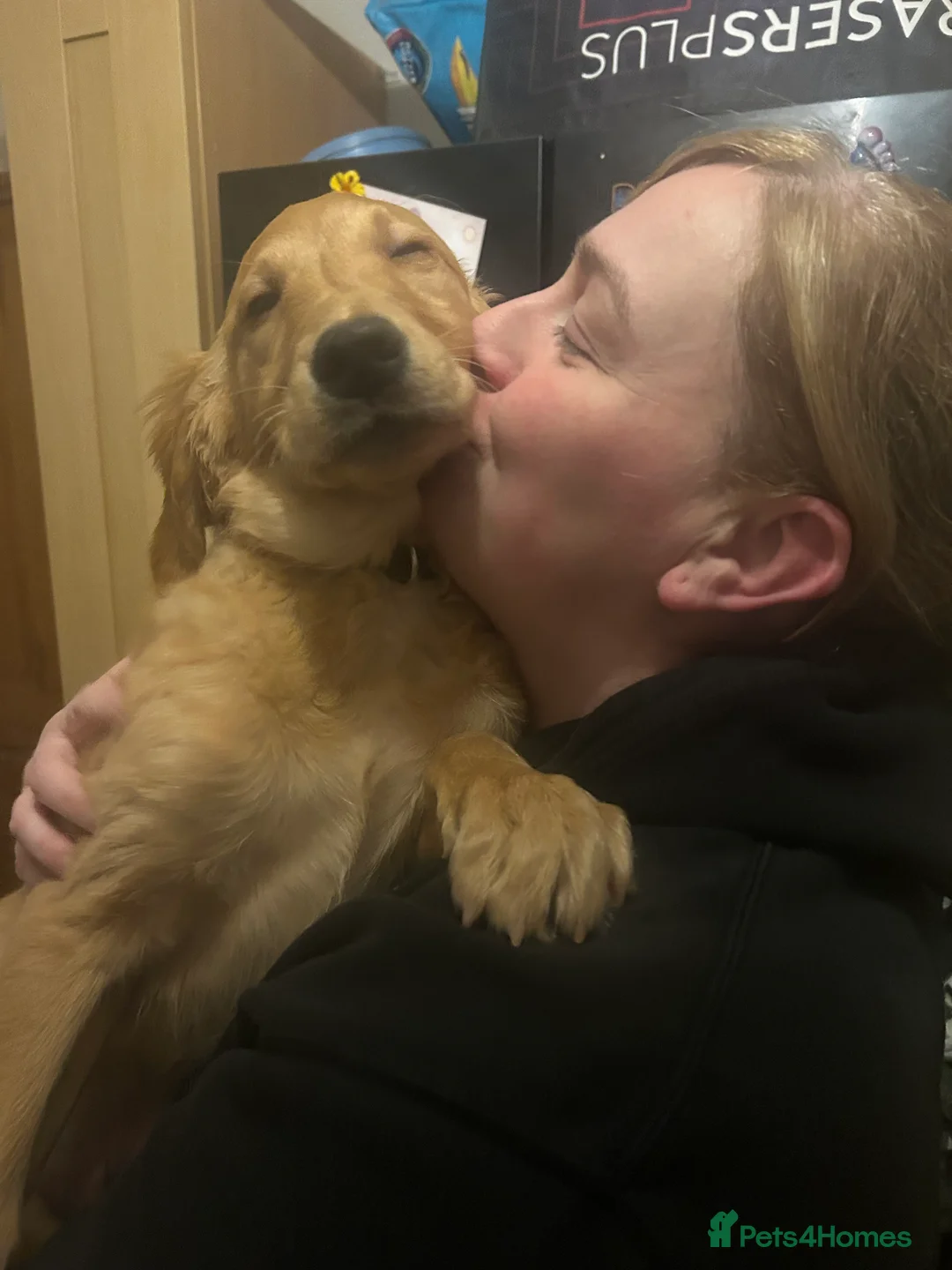 Golden Retriever dogs for sale: Trained Golden Retriever for sale  - Advert 11