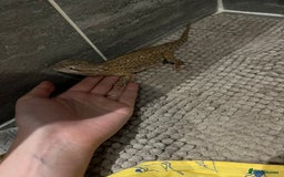 Bearded Dragon reptiles for sale: Sweetest Rankin Dragon needing a new home - Advert 11