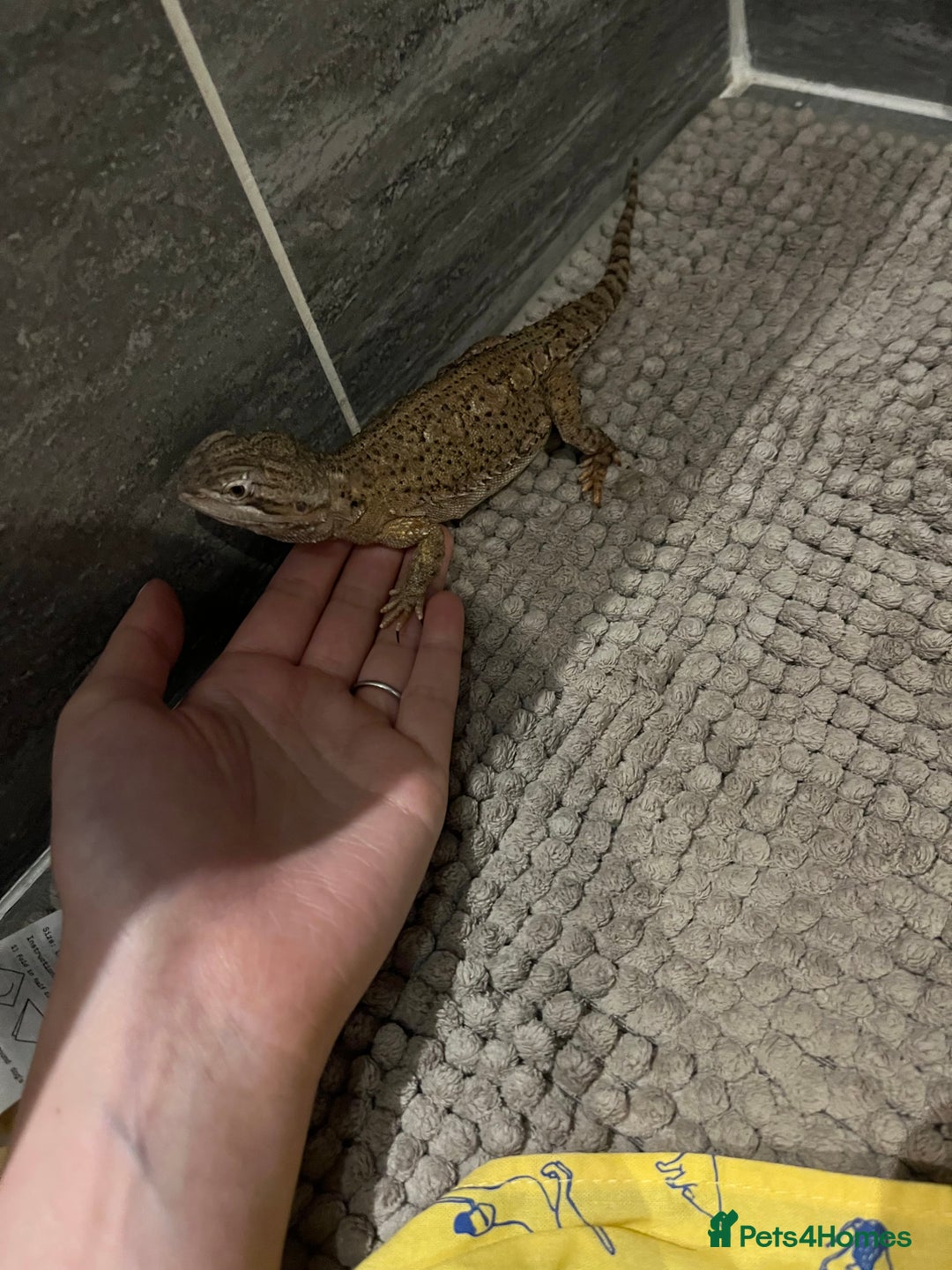 Bearded Dragon reptiles for sale: Sweetest Rankin Dragon needing a new home - Advert 11