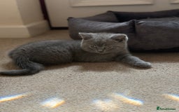 British Shorthair cats for sale: Male British short hair - Image 4