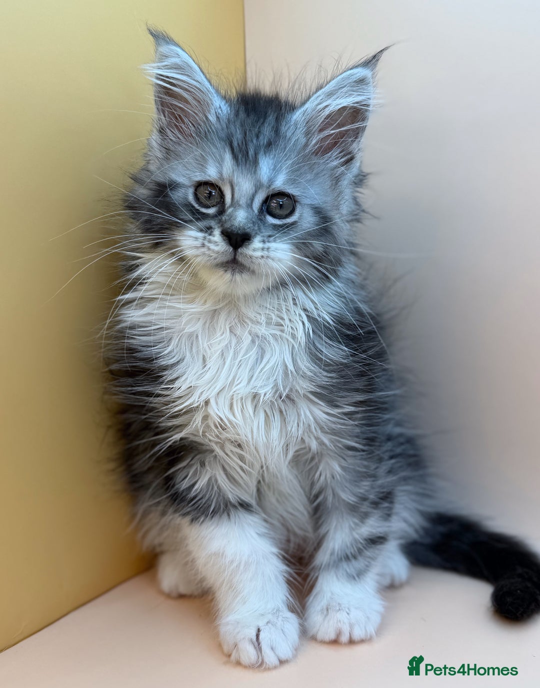 Maine Coon cats for sale: Maine Coons with Tests, Papers, Vet Checks & Vacc. - Advert 24