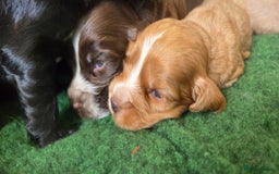 Cocker Spaniel dogs for sale: Stunning show type cocker spaniel pups for sale - Image 9