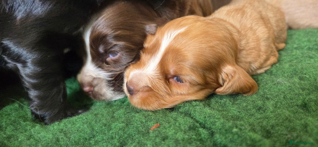 Cocker Spaniel dogs for sale: Stunning show type cocker spaniel pups for sale - Image 9