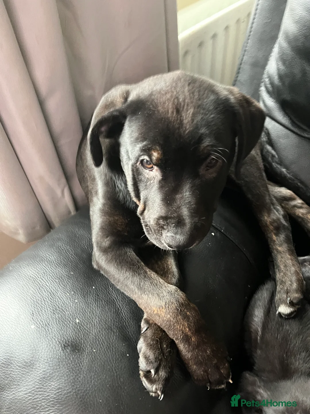 Mixed Breed dogs for sale: Bullmastiff cross puppies  - Advert 11