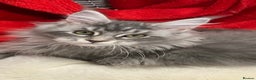 Maine Coon cats for sale: Pedigree Maine Coons - Advert 29