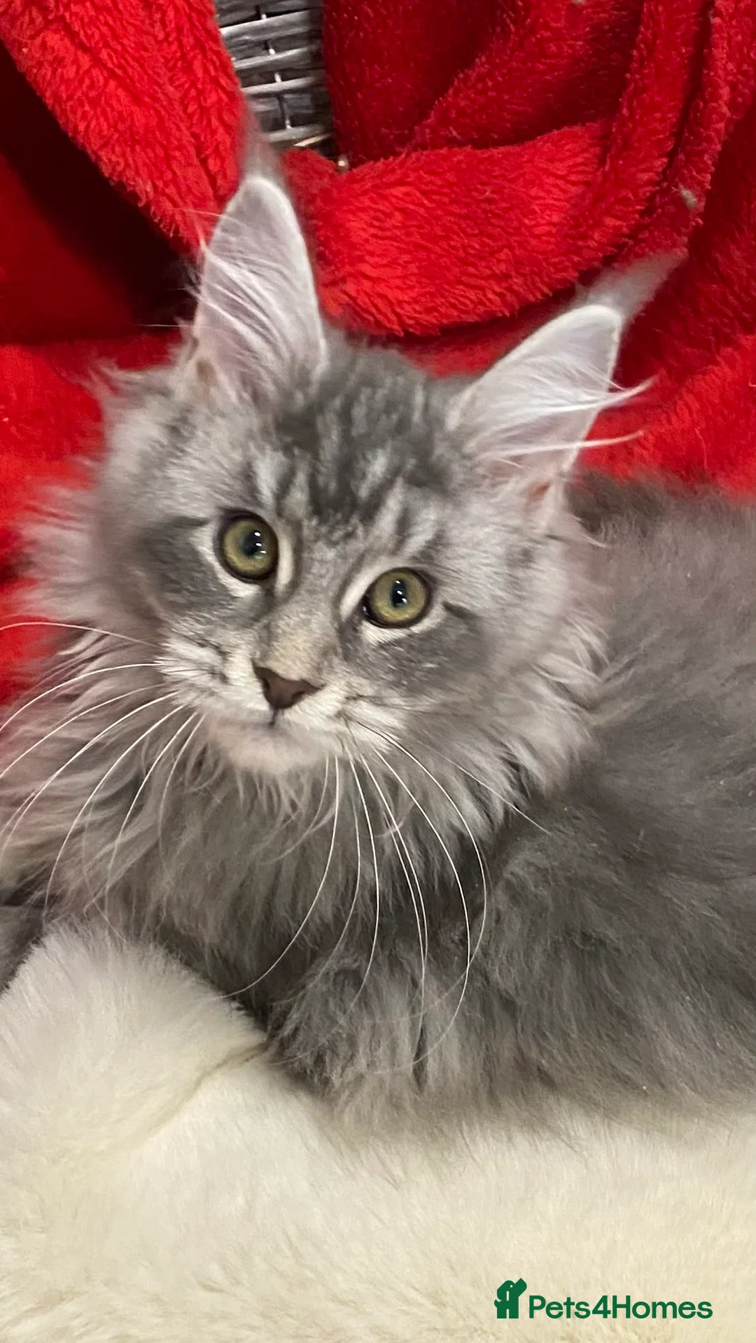 Maine Coon cats for sale: Pedigree Maine Coons - Advert 29