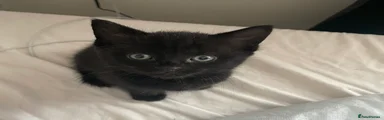 Domestic Shorthair Kitten 4