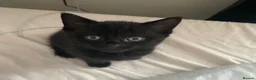 Domestic Shorthair cats for sale: 4 black 1 tabby  - Advert 3