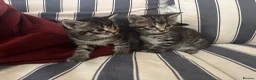 Mixed Breed cats for sale: Tabby kittens - Advert 3