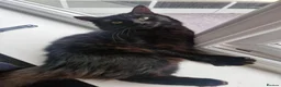 Mixed Breed cats for sale: Pair of kittens  - Advert 1