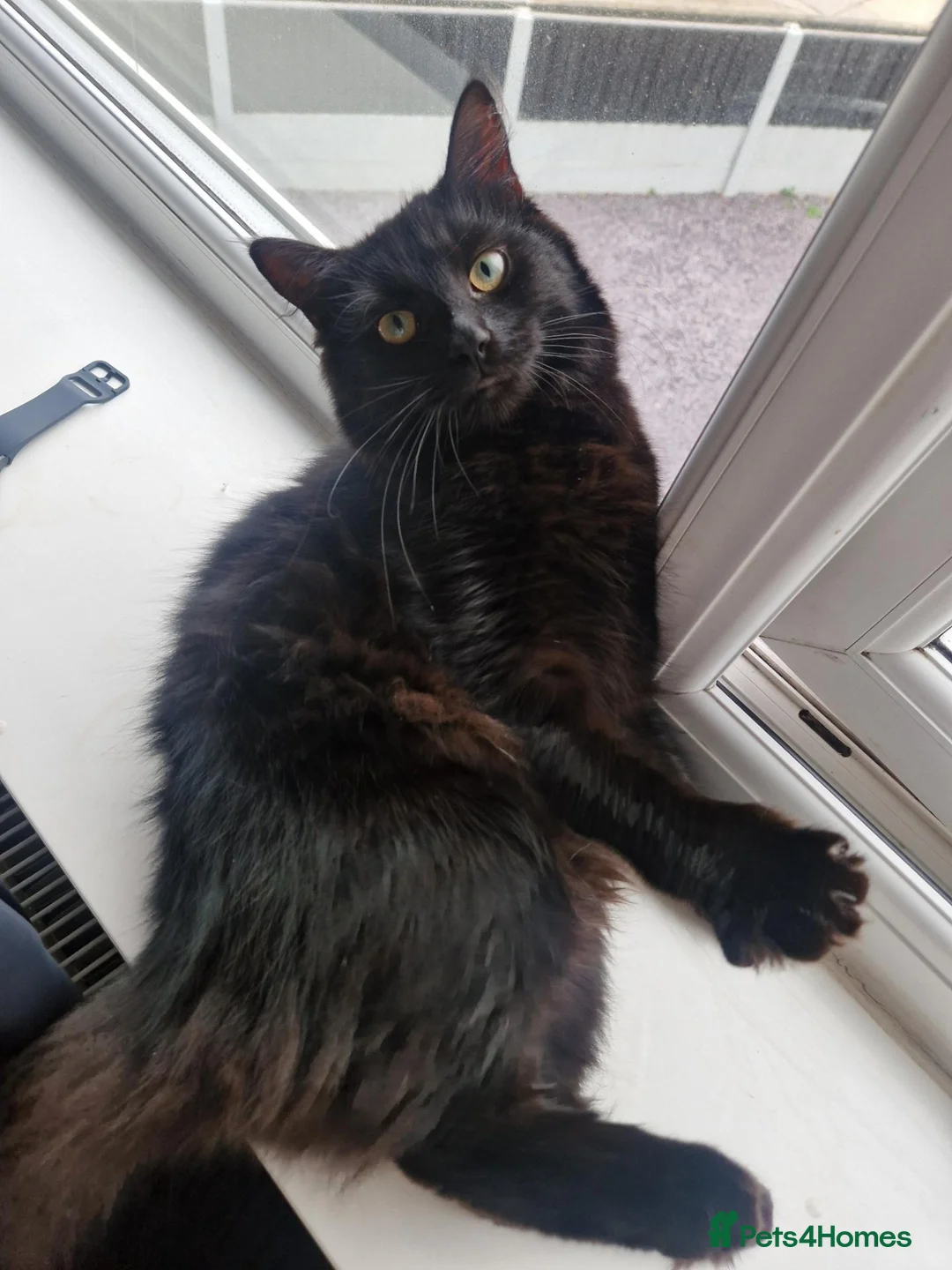 Mixed Breed cats for sale: Pair of kittens  - Advert 1