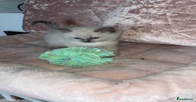 Ragdoll cats - Advert 7