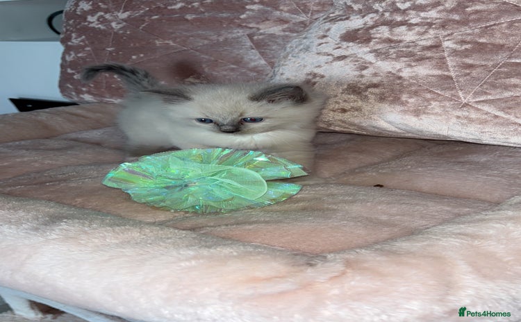 Ragdoll cats - Advert 2