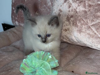 Ragdoll cats - Advert 1