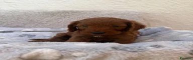 Cockapoo 2