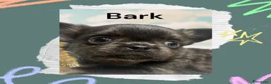 Chihuahua Puppy 1 - Bark