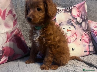 Cockapoo dogs Cockapoo puppies - Advert 11