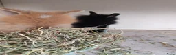 Lionhead rabbits for sale: Double maned lion head baby rabbits - Advert 2