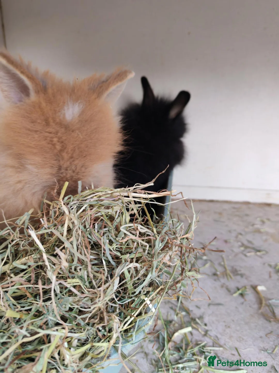 Lionhead rabbits for sale: Double maned lion head baby rabbits - Advert 2