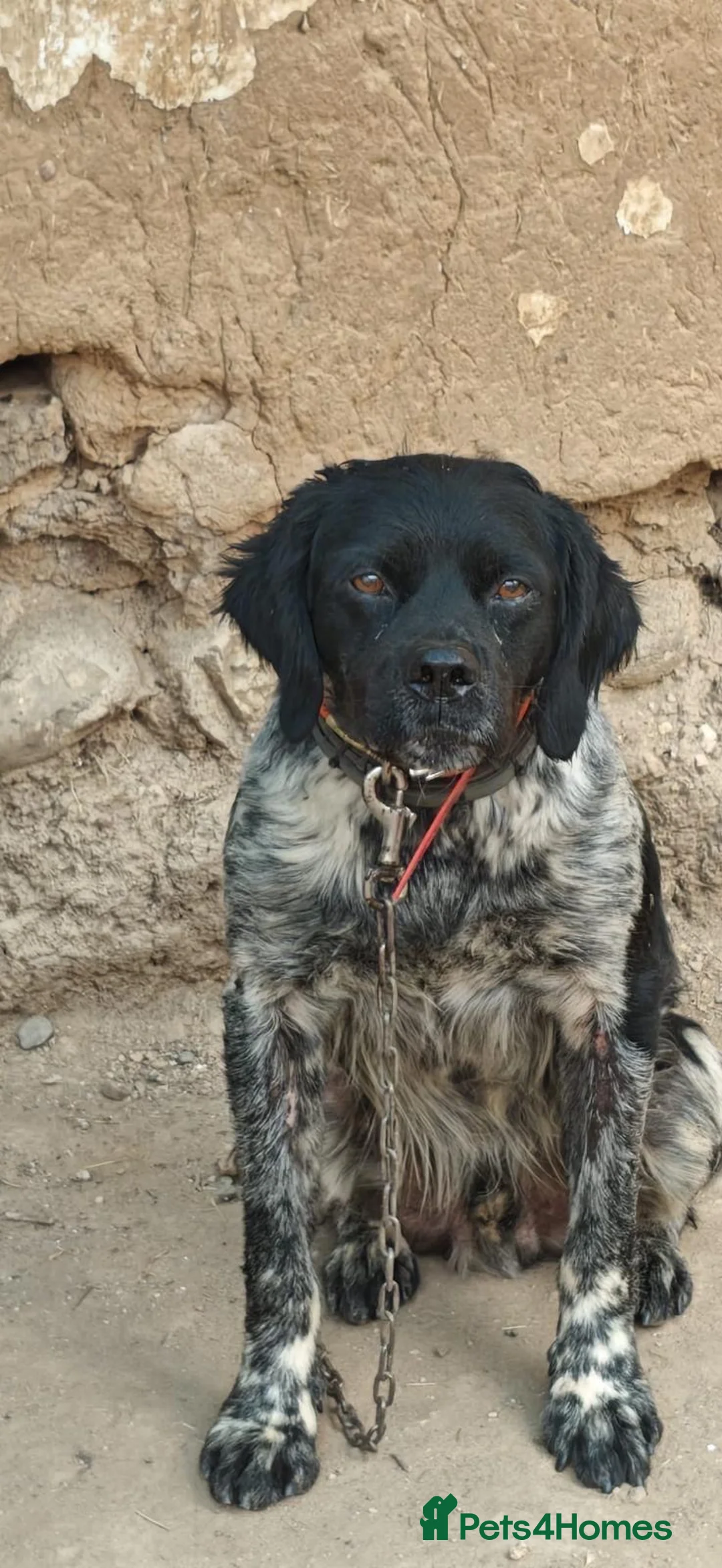 Brittany Spaniel dogs for adoption: Barbadun - 6 year old Brittany  in Ashford - Advert 2