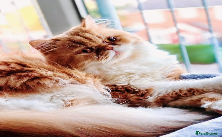 Persian cats - Advert 1