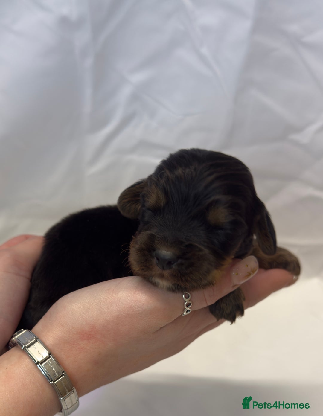 Cocker Spaniel dogs for sale: Bred From Extensively Health Tested Parents  - Advert 8