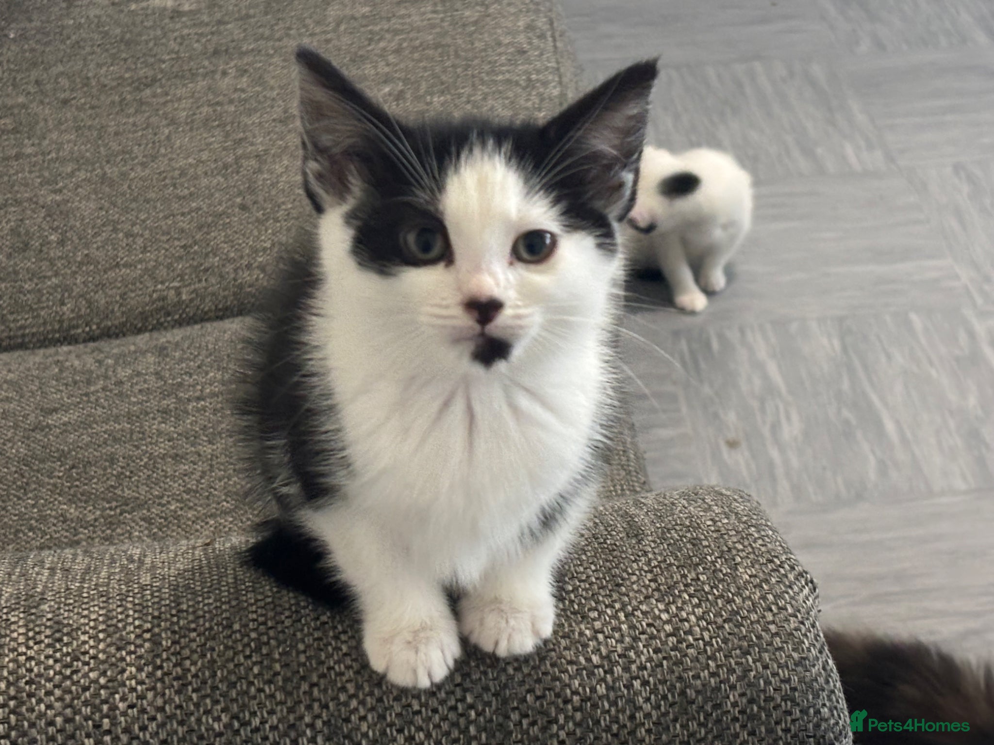 Mixed Breed cats 3 Kittens - Advert 18