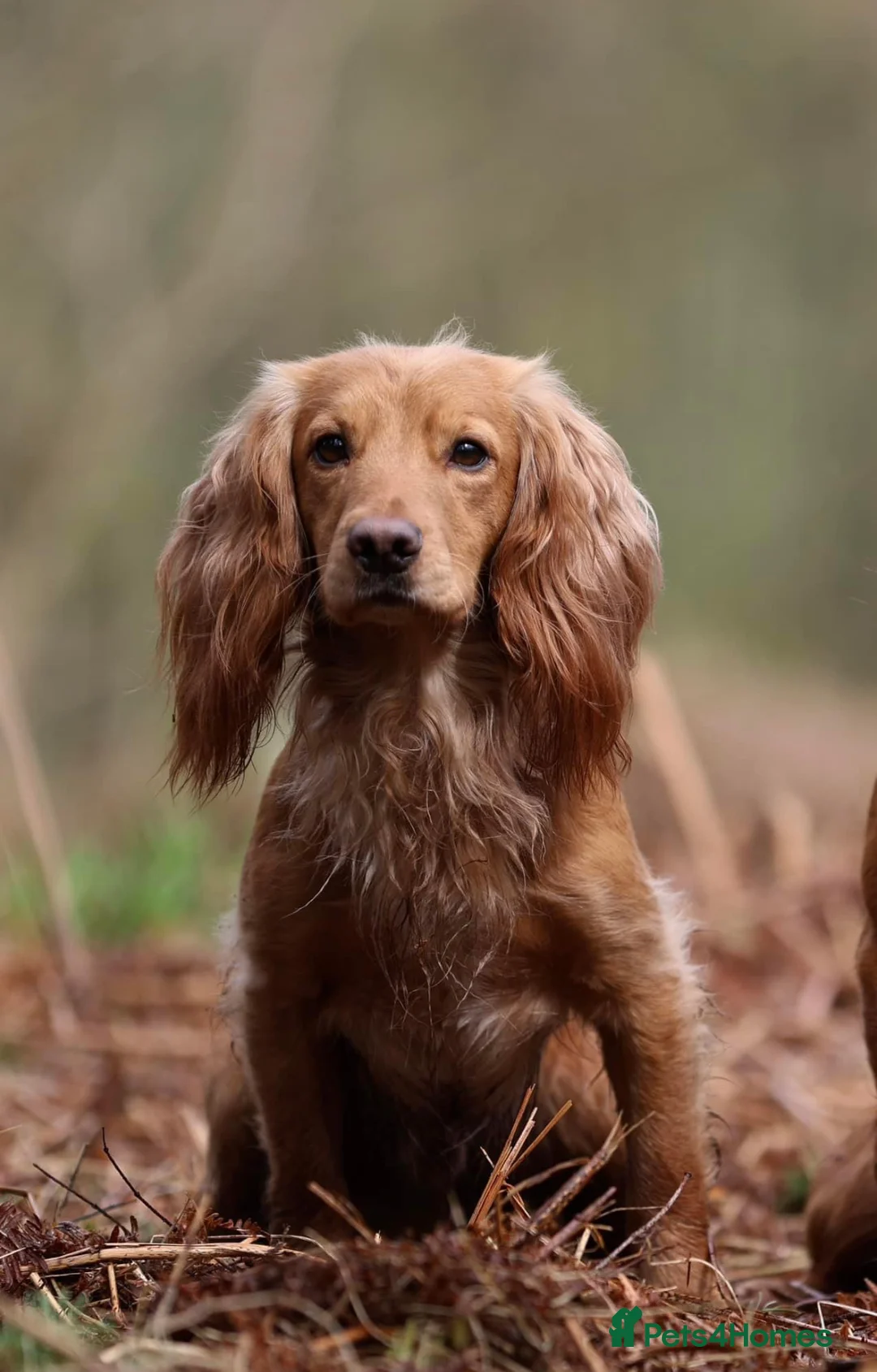 Cocker Spaniel dogs for sale: KC Reg Working Cocker Spaniel Puppies - Advert 5