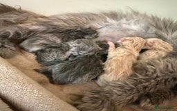 Persian cats for sale: GCCF show quality Persian kittens  - Image 12