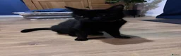 Mixed Breed cats for sale: 3 kittens for sale  - Advert 12