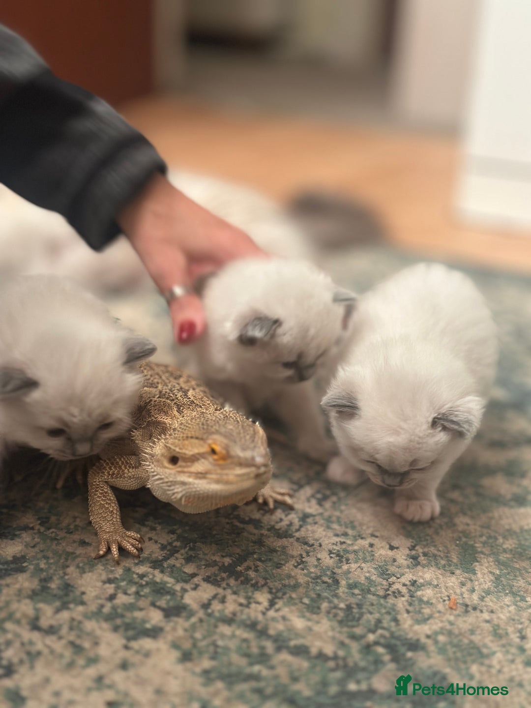 Ragdoll cats for sale: Exceptional Quality Ragdoll Kittens  - Image 18