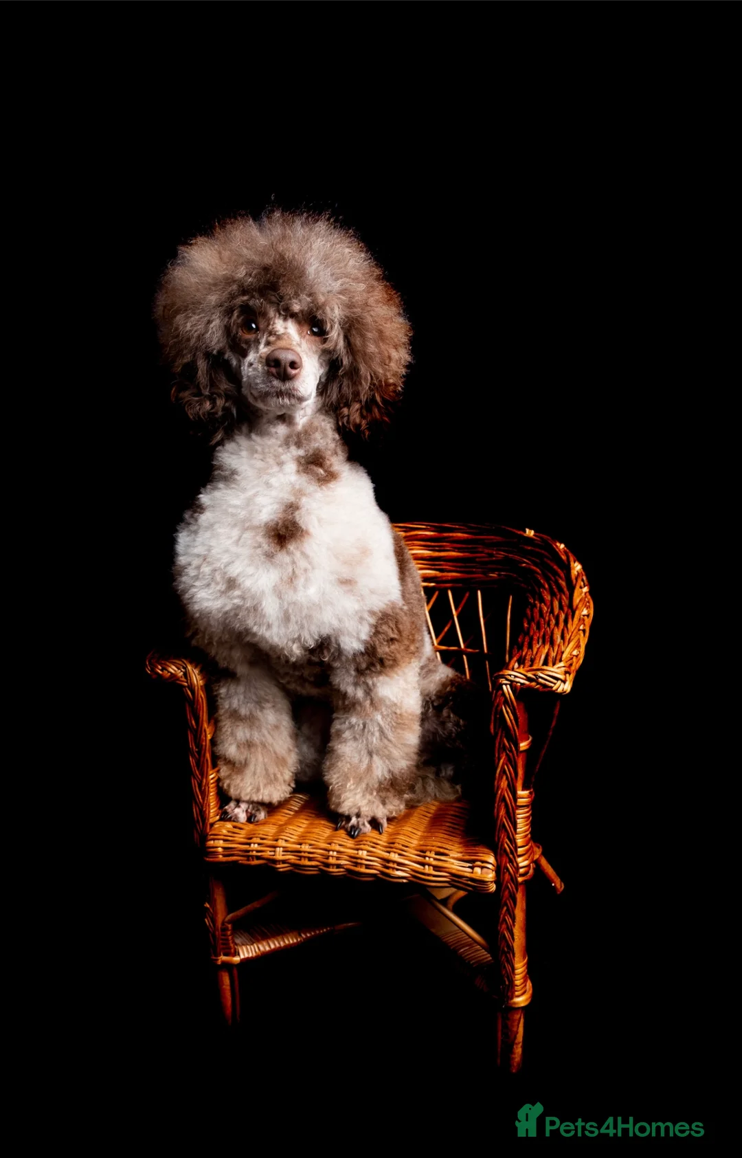 Toy Poodle dogs for stud: EXTENSIVELY DNA CLEAR BROWN MERLE POODLE STUD  in Hoddesdon - Advert 3
