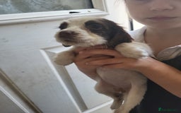 Sprocker dogs for sale: 3 sprockers x springer  pups  - Image 2