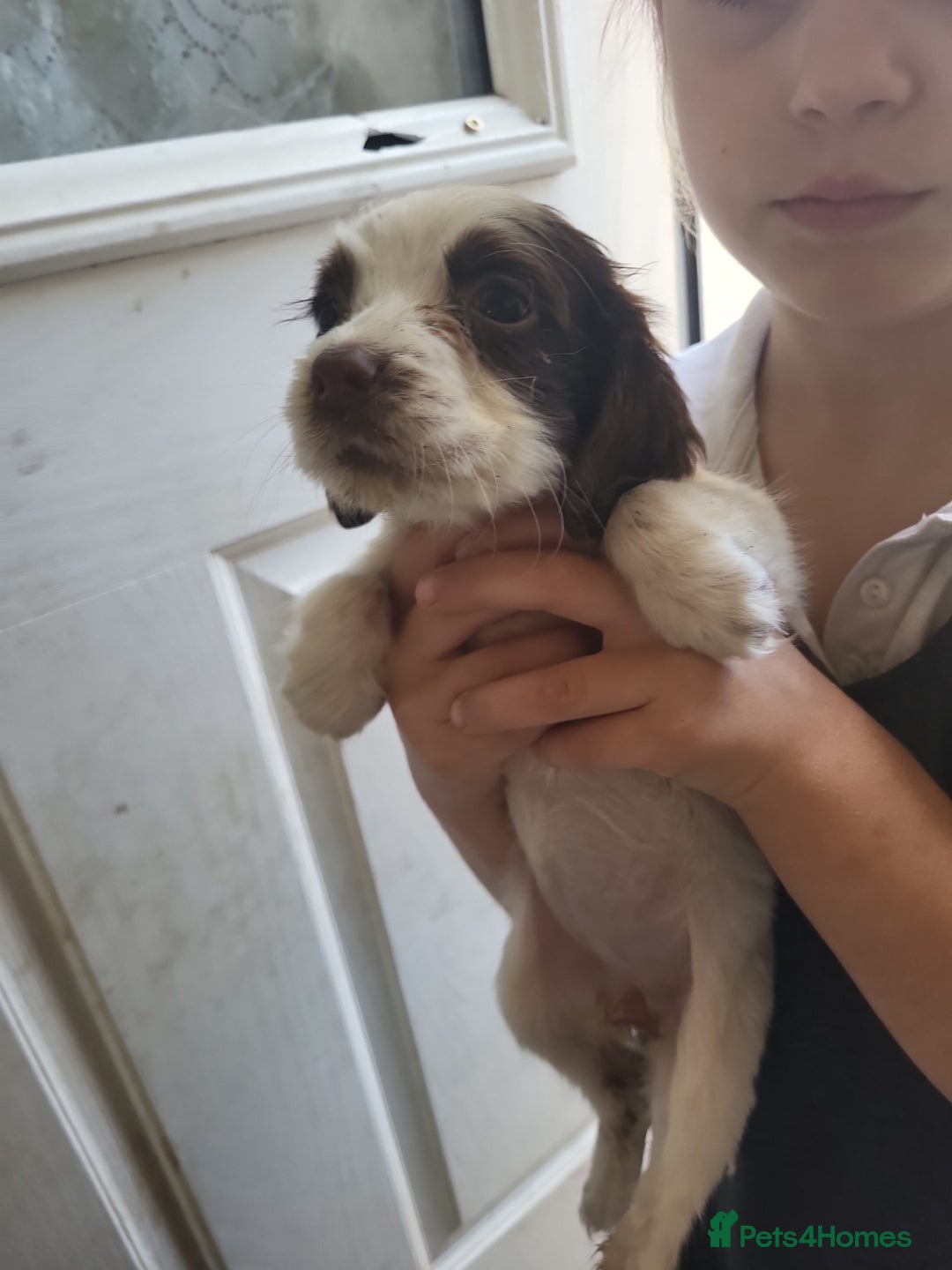 Sprocker dogs for sale: 3 sprockers x springer  pups  - Image 2