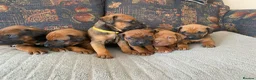 Rhodesian Ridgeback dogs for sale: KC reg Ridgeback puppies - Advert 4