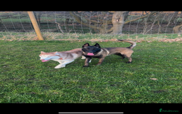 Belgian Shepherd Dog dogs for stud: Belgian Malinois Stud Male FCI - Image 7