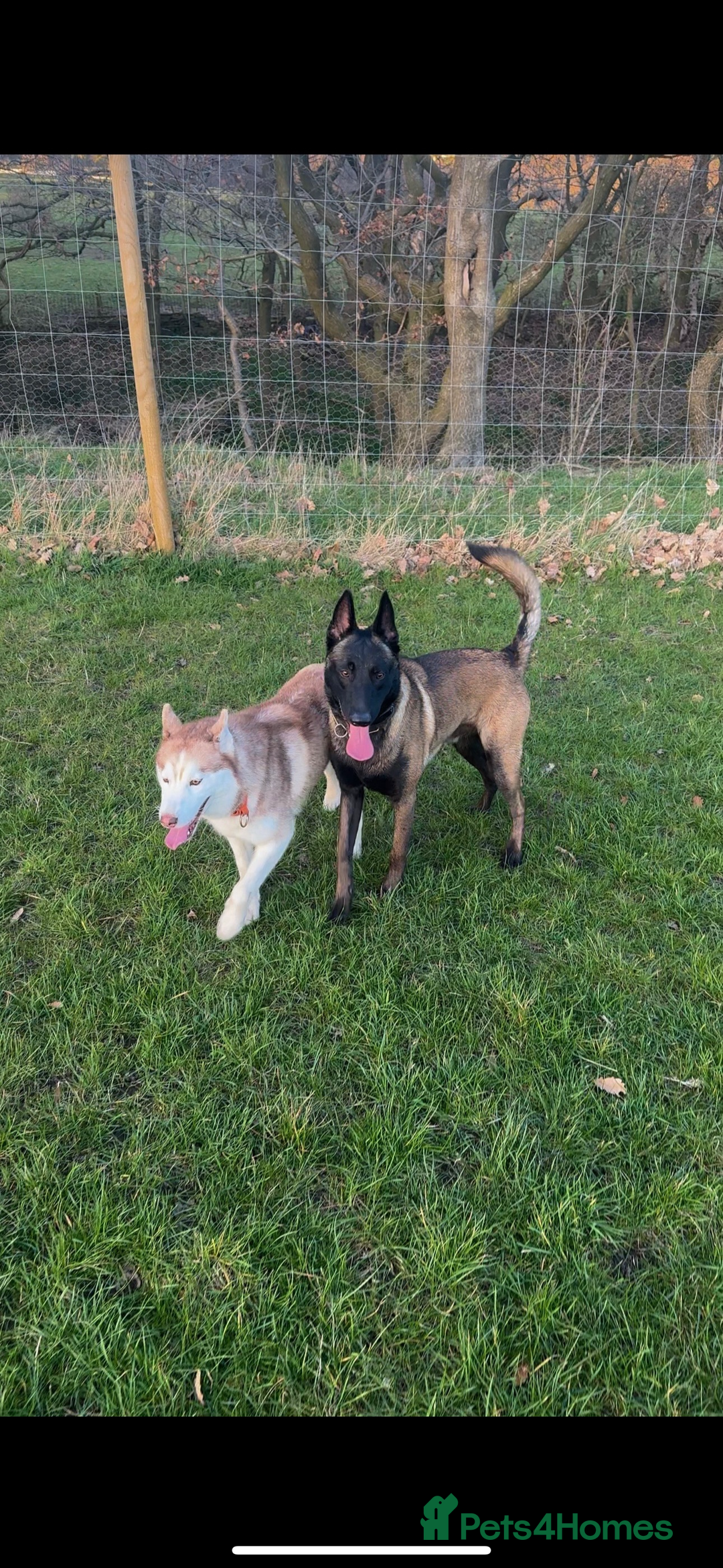 Belgian Shepherd Dog dogs for stud: Belgian Malinois Stud Male FCI - Image 7