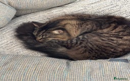 British Longhair cats for sale: Neutered Cat Looking for a Loving Home 🐾 - Image 4