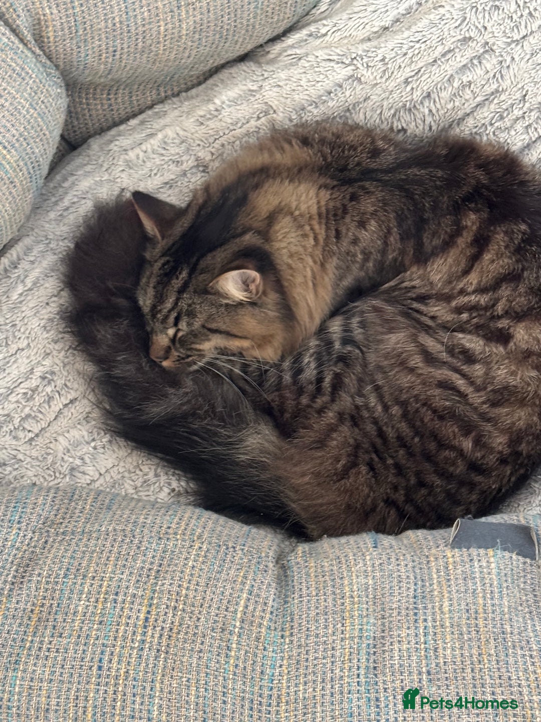 British Longhair cats for sale: Neutered Cat Looking for a Loving Home 🐾 - Image 4
