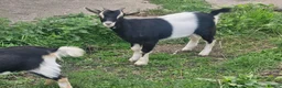 Goats livestock for sale: Pigmy goats female - Advert 6