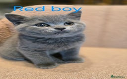 British Shorthair cats for sale: British shorthair kittens  - Image 12