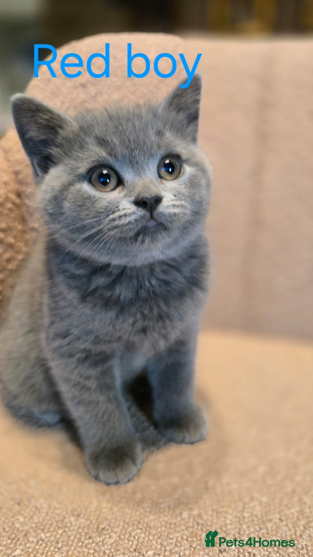 British Shorthair cats for sale: British shorthair kittens  - Image 12