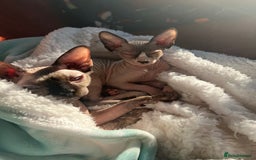 Sphynx cats for sale: 2 female sphynx cats - Image 4