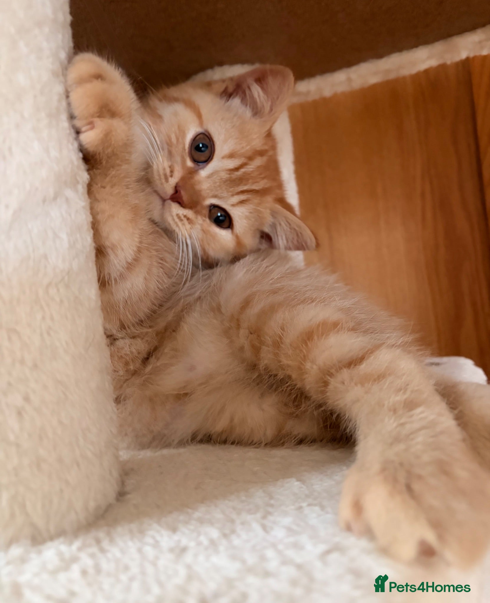 British Shorthair cats Red Female BSH GCCF reg from Champion Lines - Advert 1