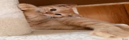 British Shorthair cats for sale: Red Female BSH GCCF reg from Champion Lines - Advert 1