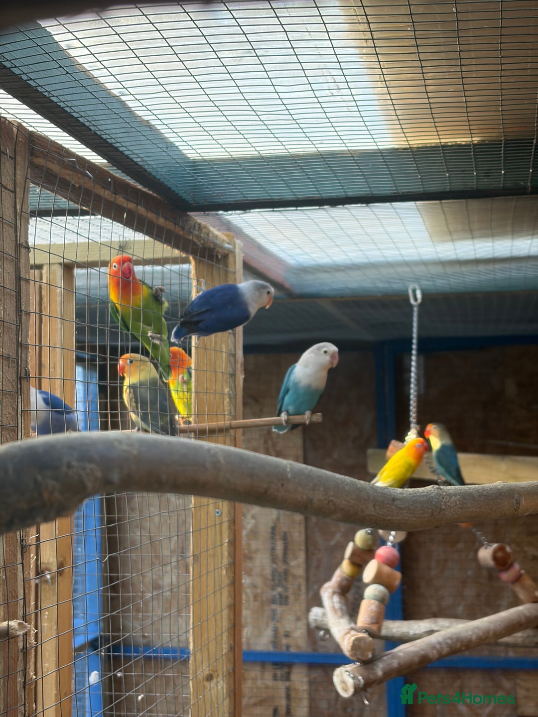 Lovebirds birds for sale: Colony of Fischer Lovebirds - Advert 6