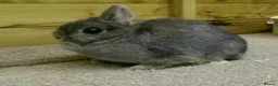 Netherland Dwarf rabbits for sale: netherland dwarfs - Advert 3