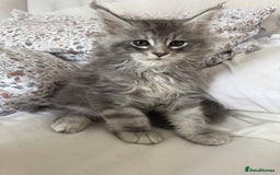 Maine Coon cats for sale: 4 big pure gorgeous Mainecoon boys  - Image 6