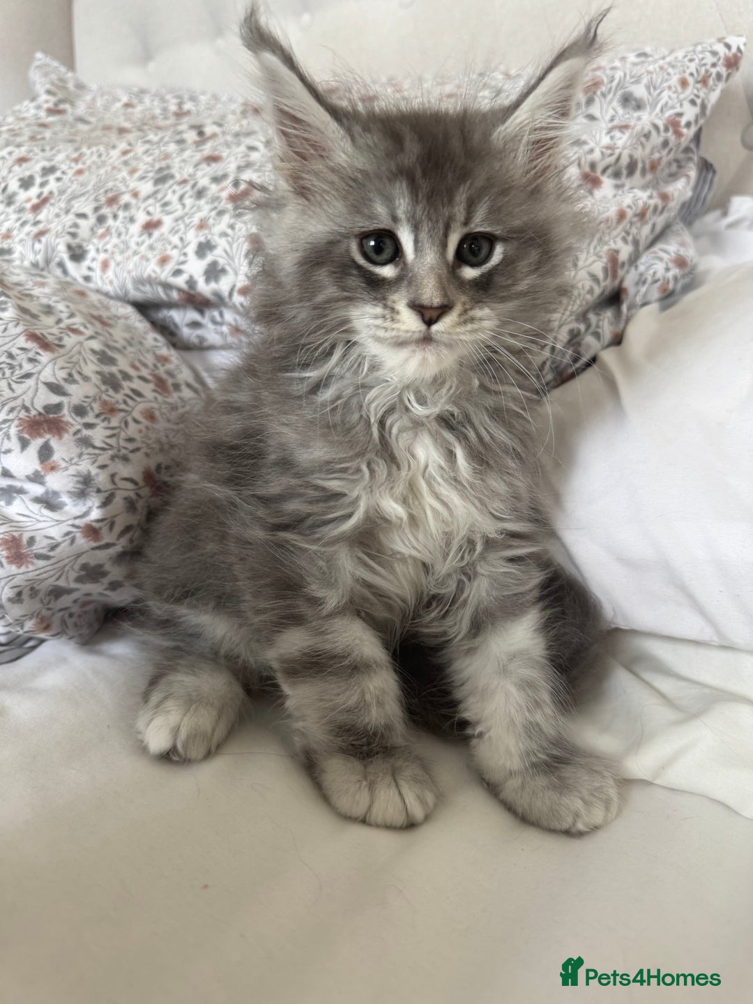 Maine Coon cats for sale: 4 big pure gorgeous Mainecoon boys  - Image 6